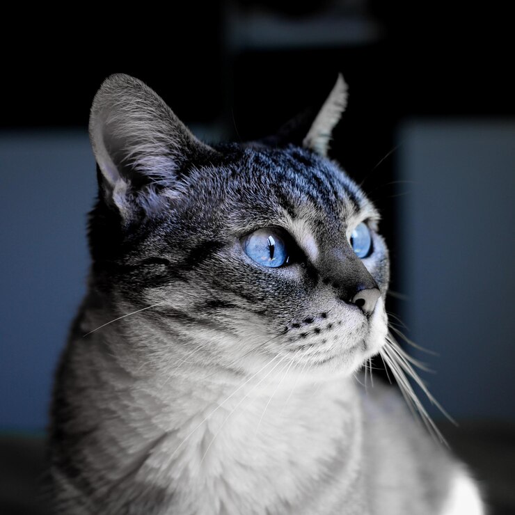 Cats