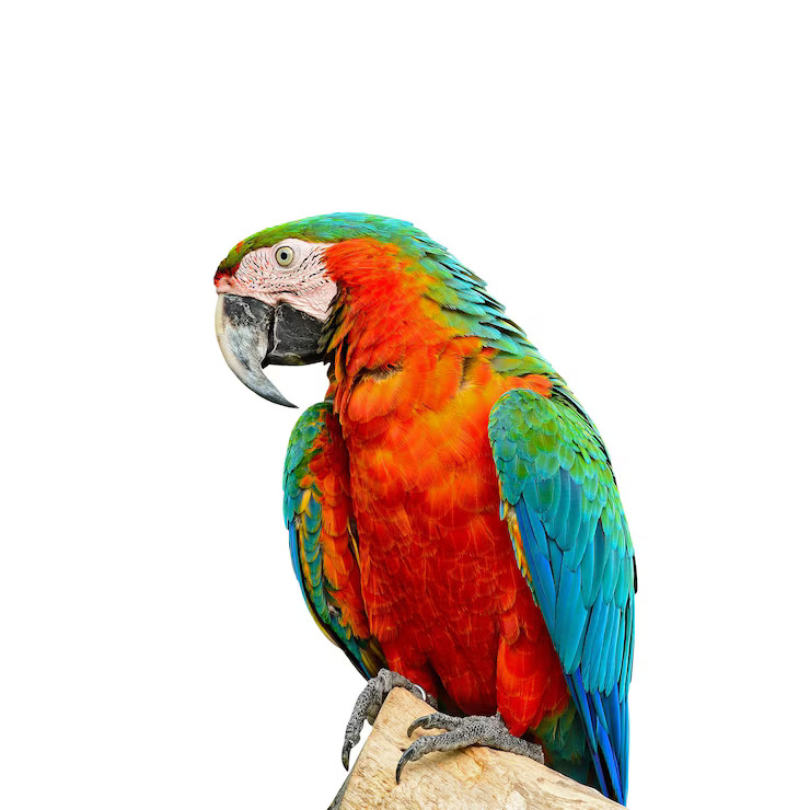 Birds