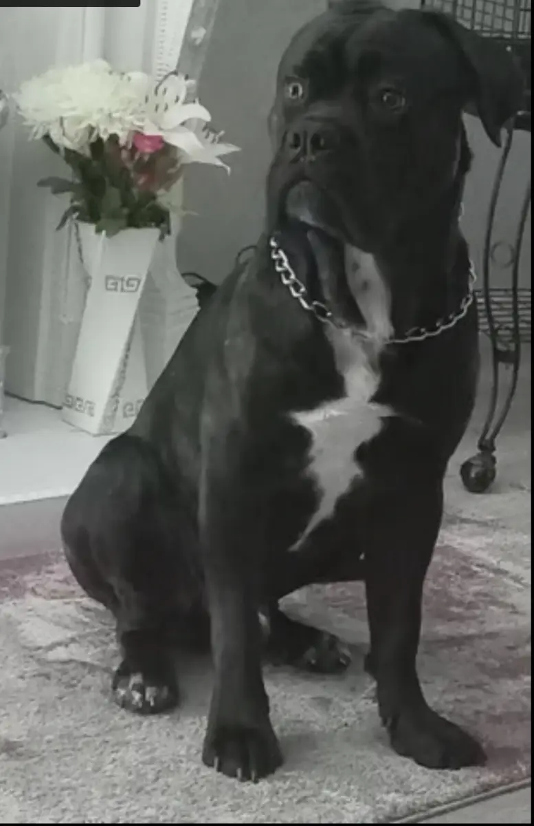 Cane corso crossed by dog debordouex