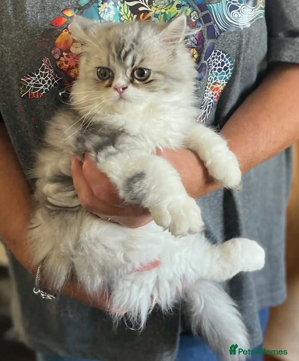 Gccf registered persian boy