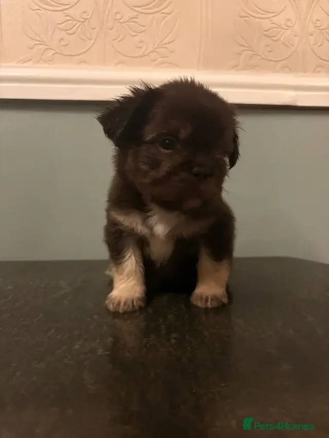 Stunning French bulldog puppies