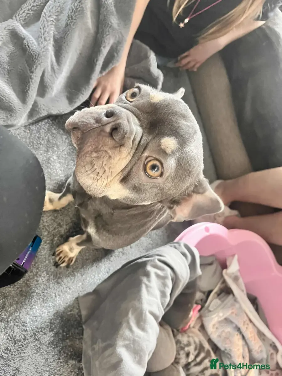 KC Registered Lilac & Tan French Bulldog Puppies