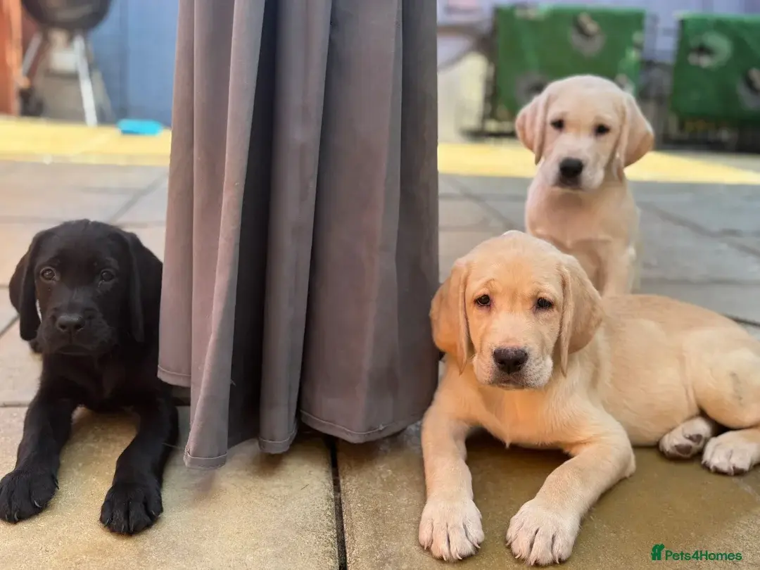 3 Left Kc show type labradors