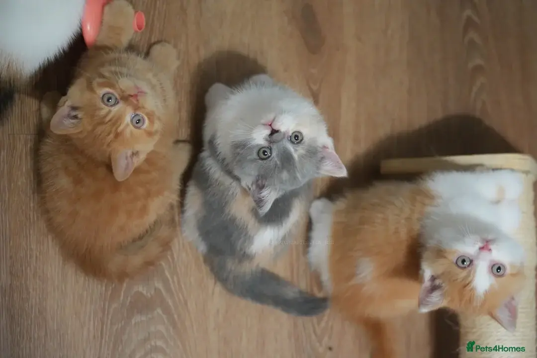 Registered champion bloodline BSH