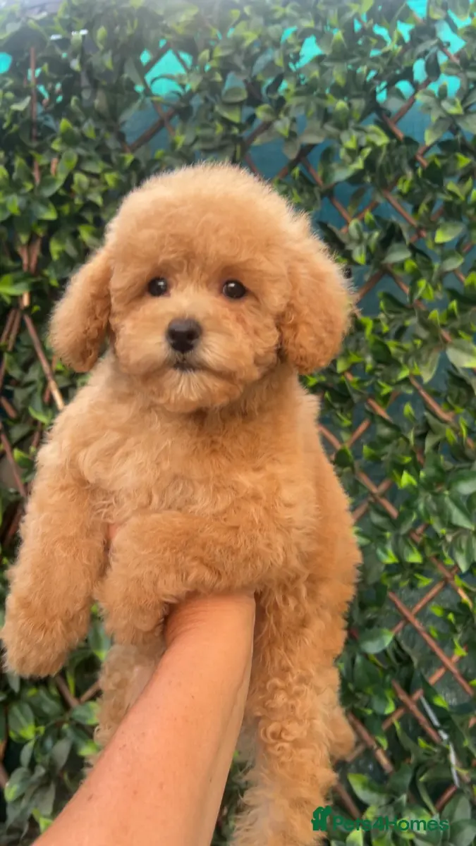 Toy poodle puppies