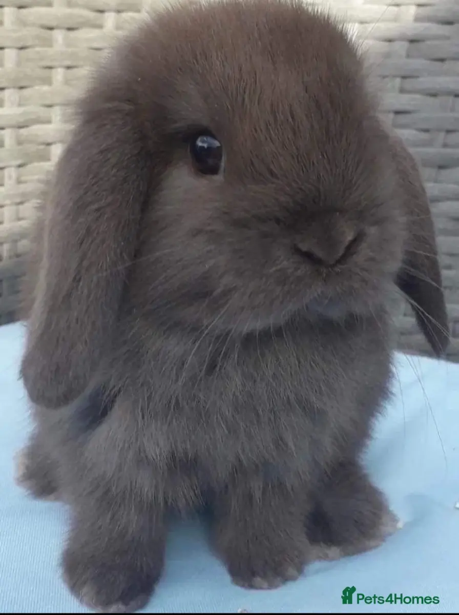 Mini lop pedrigree