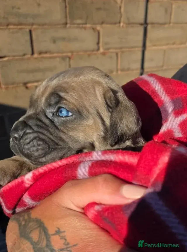 Exceptional Cane Corso Puppies