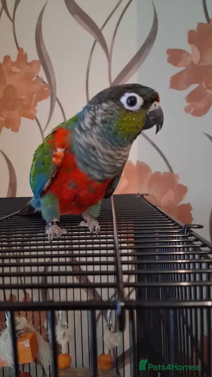 Red Bellied Conure